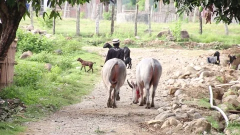 Old Man Walking with Cows Stock Footage 209417117