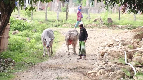 Old Man Walking with Cows Stock Footage 209417150