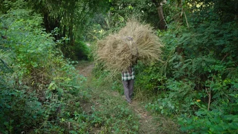 Old man walking with hay grass Video stock 324457365
