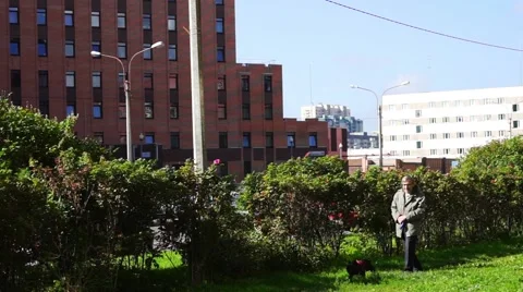 Old Man Walking His Dog Stock Footage 44751741