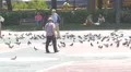Old man walking by the pigeons in Plaza de Catalunya, Barcelona 4k or 4k+ Resolution