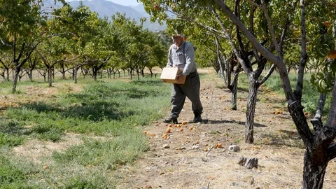 Old man walks with box of fresh peaches in orchard Stock-Footage 103402376