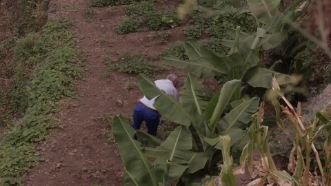 Old Man Working in Garden With Hands Tools Video stock 70694146