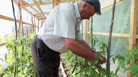 Old man working in his organic greenhouse  Stock Footage 77242388