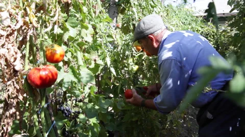 Old man working in vegetable garden, picking tomato, agriculture, plantation Stock Footage 41806128