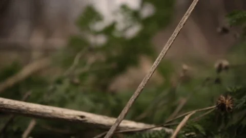 Old mangled decaying garden near a forest on overcast day Stock Footage 73796503