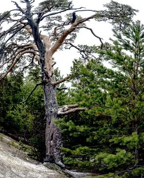 Old mangled pine tree on top of a hill Stock Photos