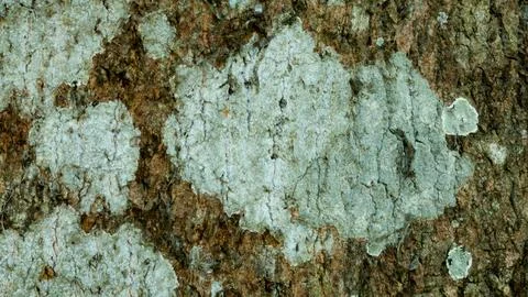 Old mango tree rough skin pattern, natural cracks, creating a textured Stock Photos