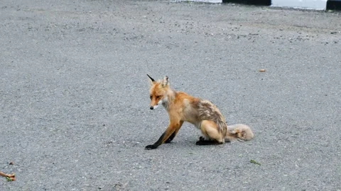 An old mangy fox sits on the road and eats. Stock Footage 344013870
