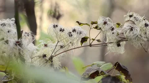 Old man's beard (Clematis vitalba) Stock Footage 12766985