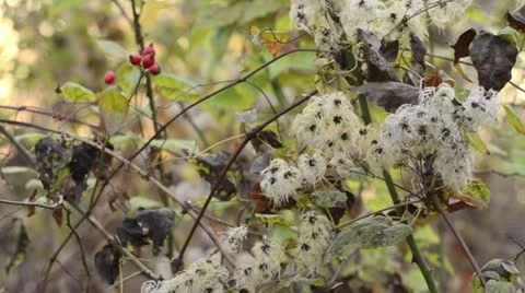 Old man's beard (Clematis vitalba) Stock Footage 12767011