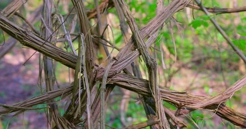 Old man’s beard (Clematis vitalba) tangled lianas in forest Stock Footage 332477512