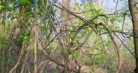 Old man’s beard (Clematis vitalba) tangled lianas in forest Stock Footage 332477914