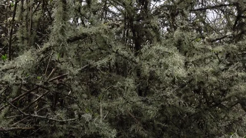 Old man's beard lichen on branches Stock Footage 335306102