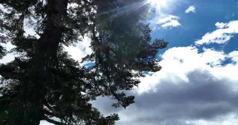 Old man's beard lichen hanging on tree branches in the forest,Tibet,China Stock Footage 268503328