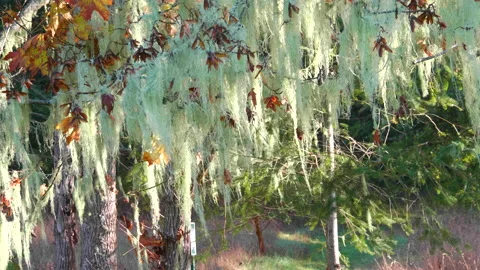 Old Man's Beard Lichen Moss, Usnea Green Nature Close Up Forest Macro Stock Footage 151936646