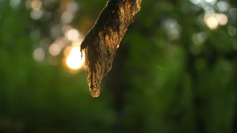 Old mans beard lichen moss on tree branch 库存影片 221949385