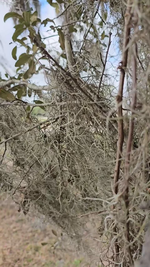 Old mans beard lichen on tree blowing in wind vertical video Stock Footage 330552282