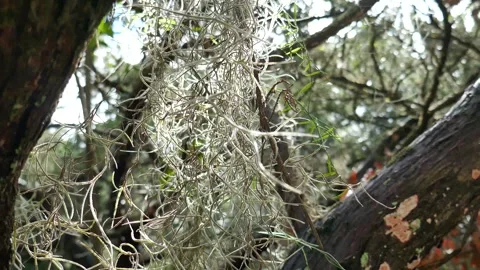 Old mans beard lichen on tree blowing in the wind Stock Footage 331152572