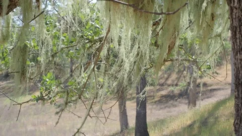 Old Mans Beard lichen in the wind 動画素材 306038676