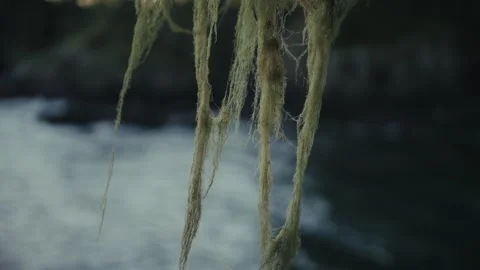 Old Man's Beard Moss With Rocky Coast And Crashing Waves In The Background In Stock Footage 329214656