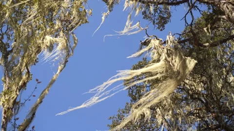 Old Man's Beard or Usnea - lichens, Clean air detector, Bhutan plant on trees Stock-Footage 228734846