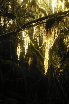 Old mans beard in a temperate rainforest on vanocouver island Stock Photos
