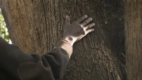 An old man's hand caresses the trunk of an old tree, in Ethiopia Stock Footage 230530714