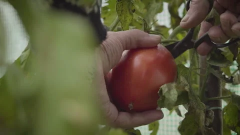 Old Man's Hand Cutting Tomato From Stem Carrying To Box Stock Footage 160324108
