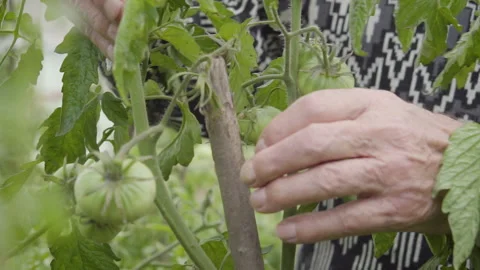 Old Man's Hand Observing Green Tomatos Stock Footage 160322590