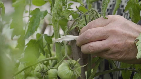 Old Man's Hands Tying up Tomato Stem to a Branch Stock Footage 160322676