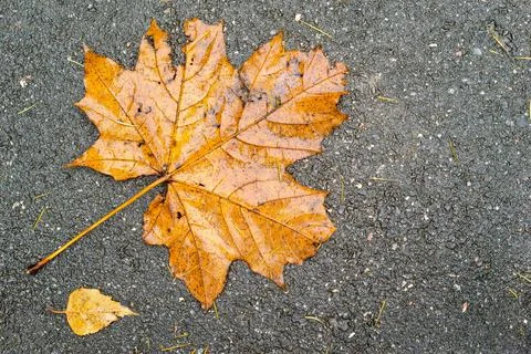 Old maple leaf on asphalt Stock Photos