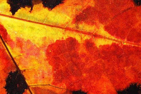 Old maple leaf close up. background for designer Stock Photos