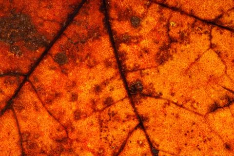 Old maple leaf close up. background for designer Stock Photos