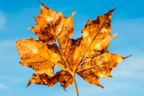 Old maple leaf with cracks and holes on a blue sky Foto stock