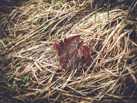 Old maple leaf lying in last year's grass Foto stock