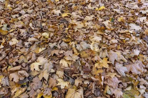 The old maple leaves that have long since fallen to the ground which have tur 스톡 사진