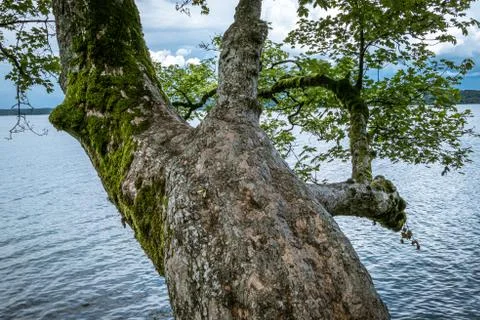 Old maple tree, Bernried, Bavaria, Germany Stock Photos
