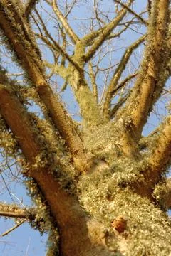 Old maple tree with lichenes on the stem. Stock-Fotos