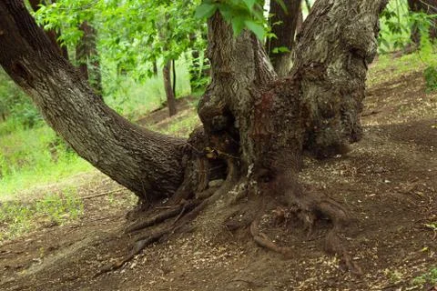 Old maple tree with overgrown deep root system on a hillside in fabulous forest Stock Photos
