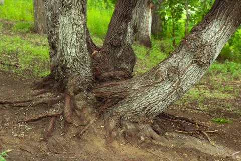 Old maple tree with overgrown deep root system on a hillside in fabulous forest Stock Photos