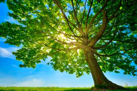 Old maple tree with the sun behind and meadow Stock Photos