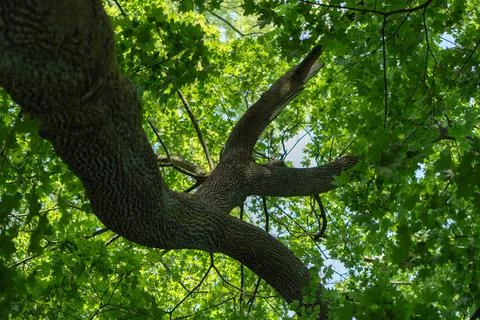 Old maple tree trunk with vibrant green leaves in summer forest backdrop Stock Photos
