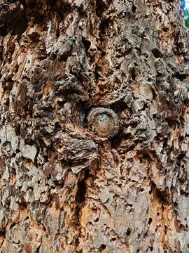 Old Metal Bolt Embedded in Rough Tree Bark Stock Photos