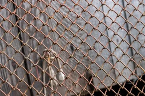 Old metal mesh covered in rust and an old wooden wall at the back, close-up,  Stock Photos