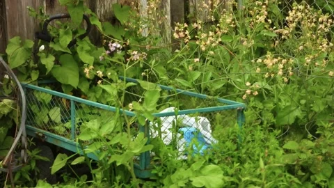 Old metal wagon sitting in the backyard overgrown with weeds Stock Footage 164576786