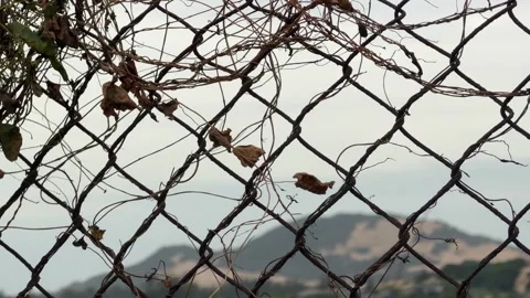 Old metal wire covered with withered stems and green patches creates a textured Stock Footage 323439010