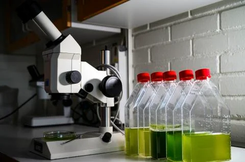 An old microscope for virus, bacterial and algea culture observation in a bio Stock Photos