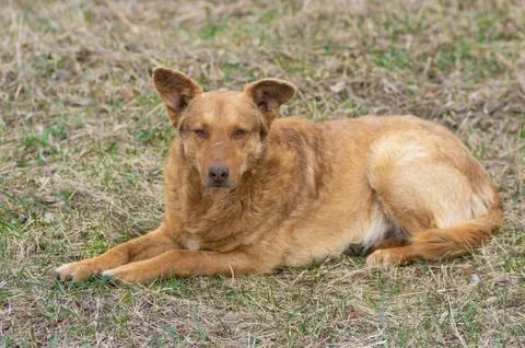 Old mixed-breed red-haired dog lying on a ground at early spring season Stock Photos