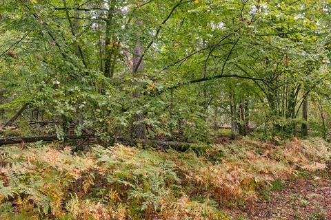 Old mixed tree stand with hazelnut tree and ferns under, Bialowieza Forest, P Foto stock